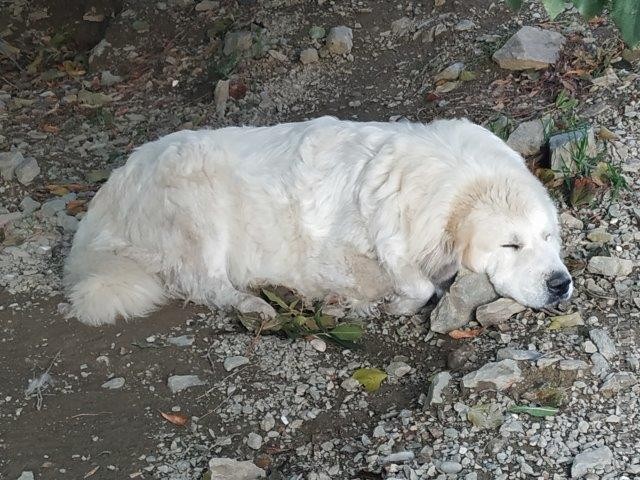 Perro de Montana del Pirineo