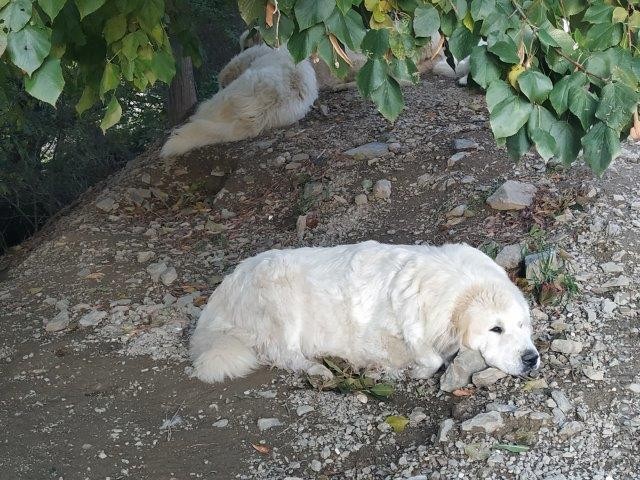 Perro de Montana del Pirineo