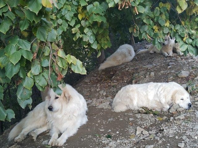 Perro de Montana del Pirineo