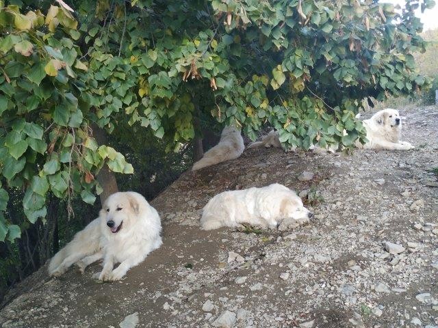 Perro de Montana del Pirineo