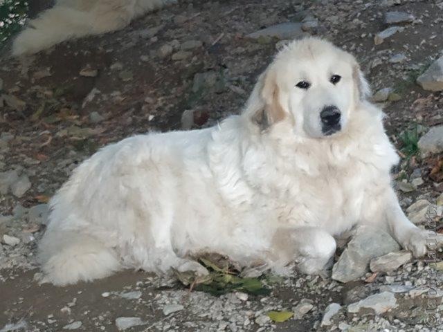 Perro de Montana del Pirineo