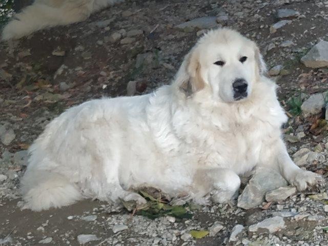 Perro de Montana del Pirineo