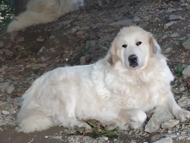 Perro de Montana del Pirineo