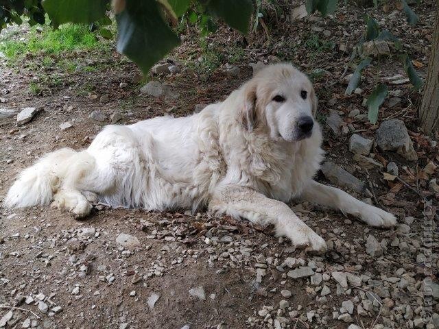 Perro de Montana del Pirineo