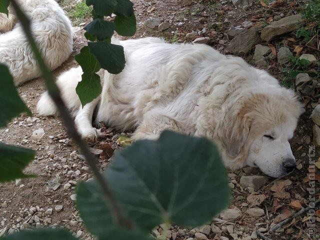 Perro de Montana del Pirineo