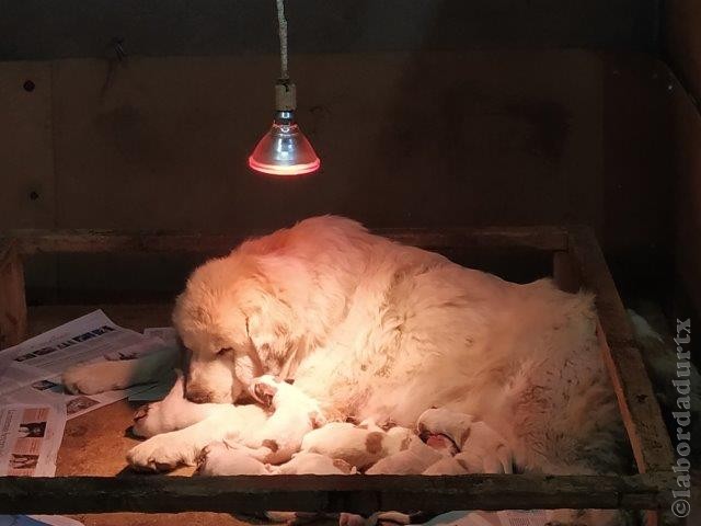 Perro de Montana del Pirineo