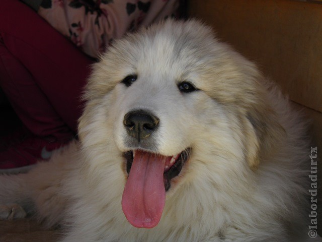 Perro de Montana del Pirineo