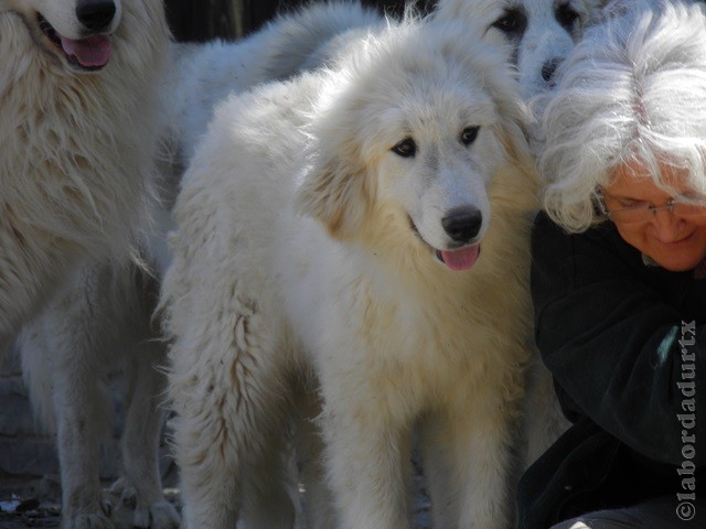 Perro de Montana del Pirineo