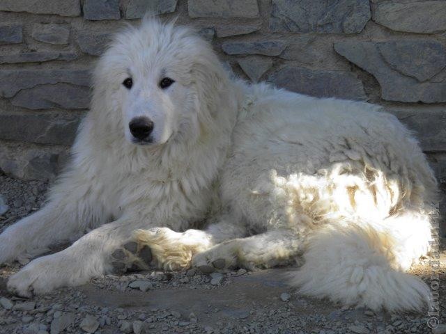 Perro de Montana del Pirineo