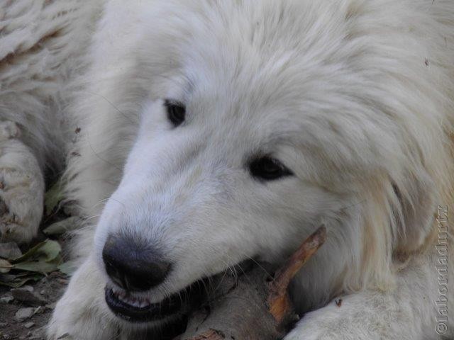 Perro de Montana del Pirineo