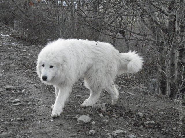 Perro de Montana del Pirineo