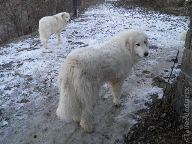 Perro de Montana del Pirineo