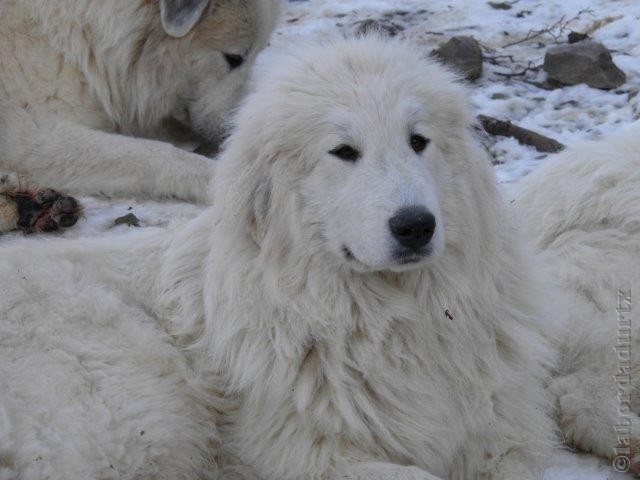 Perro de Montana del Pirineo