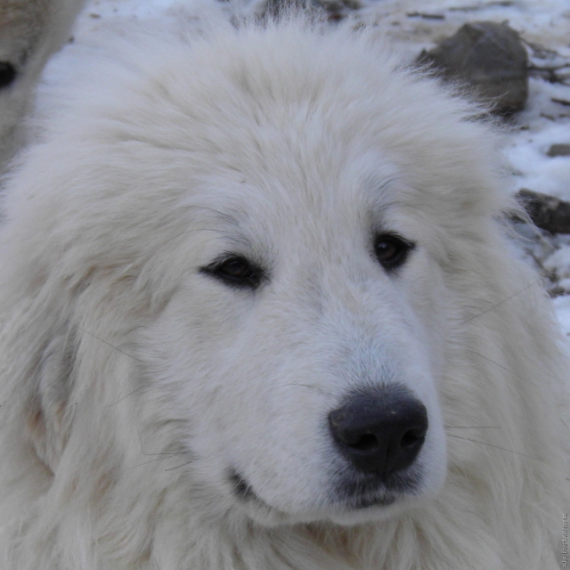 Perro de Montana del Pirineo