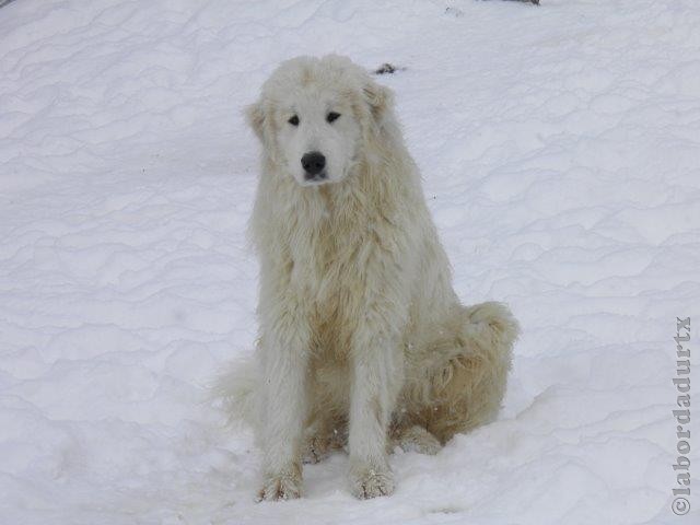 Perro de Montana del Pirineo