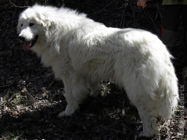 Perro de Montana del Pirineo