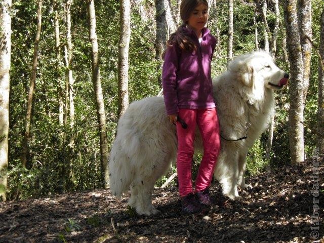 Perro de Montana del Pirineo