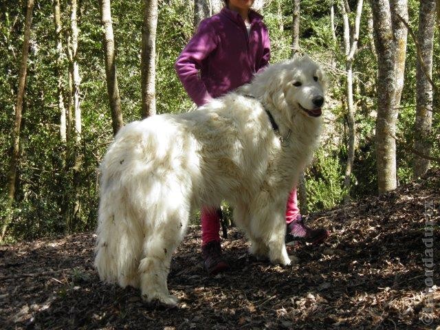 Perro de Montana del Pirineo