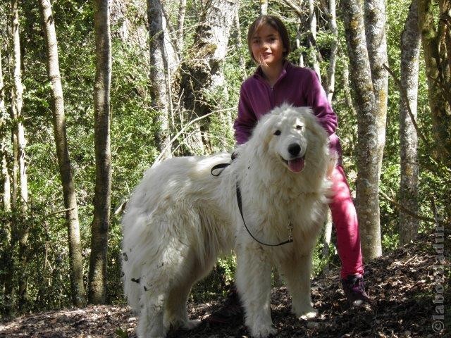 Perro de Montana del Pirineo