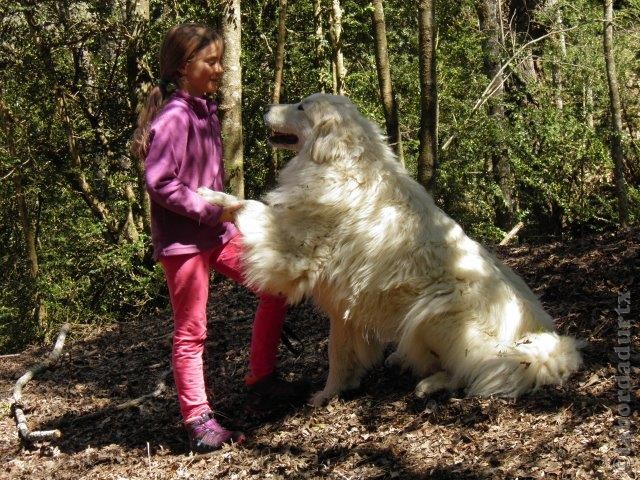 Perro de Montana del Pirineo