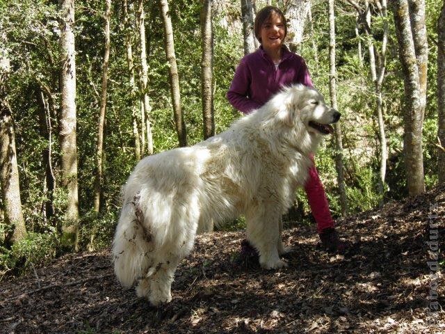 Perro de Montana del Pirineo