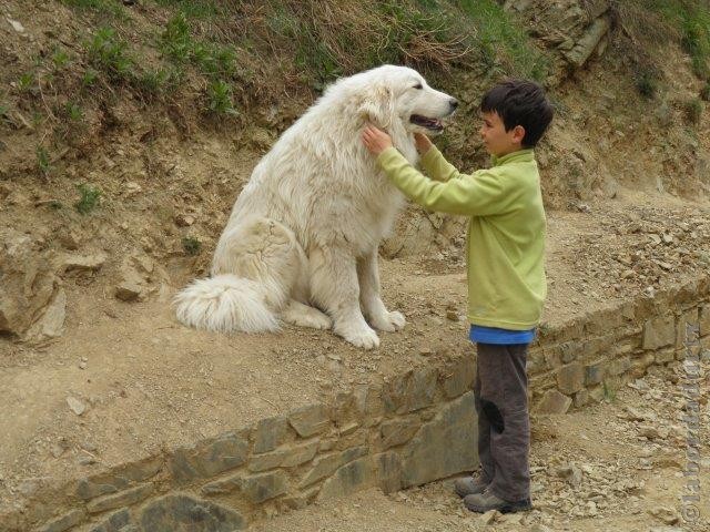 Perro de Montana del Pirineo