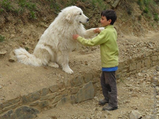 Perro de Montana del Pirineo