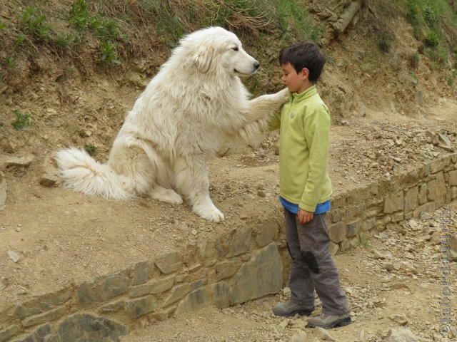 Perro de Montana del Pirineo