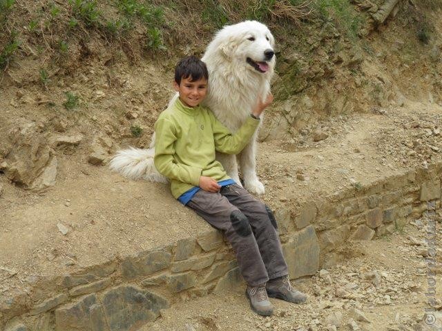 Perro de Montana del Pirineo