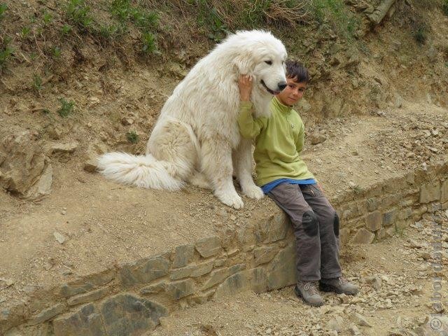 Perro de Montana del Pirineo