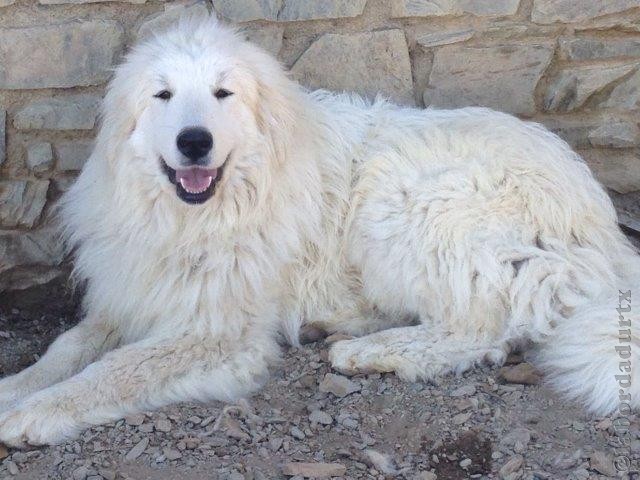 Perro de Montana del Pirineo