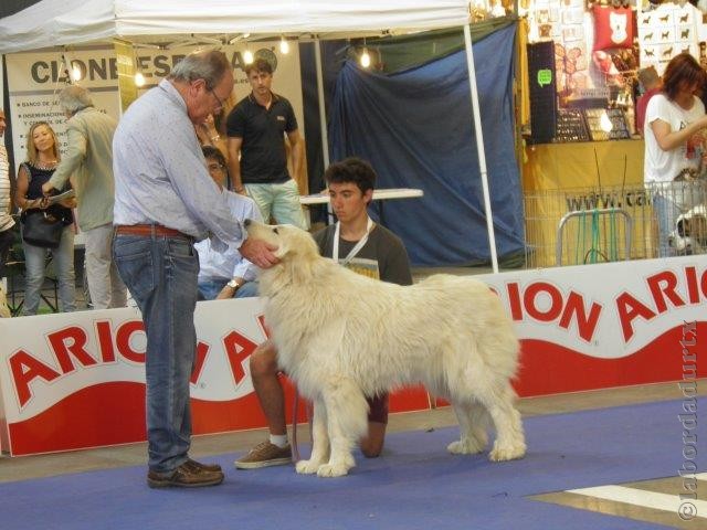 Perro de Montana del Pirineo