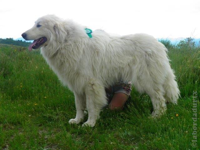 Perro de Montana del Pirineo