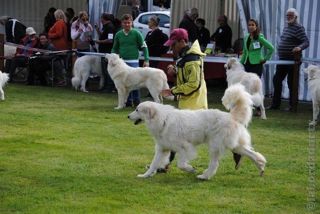 Perro de Montana del Pirineo