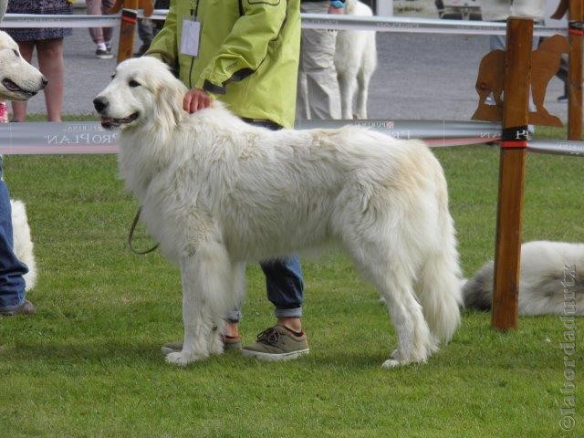 Perro de Montana del Pirineo