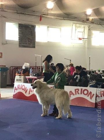 Perro de Montana del Pirineo