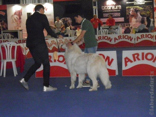 Perro de Montana del Pirineo