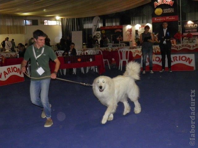 Perro de Montana del Pirineo