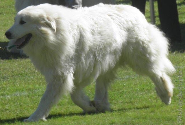 Perro de Montana del Pirineo