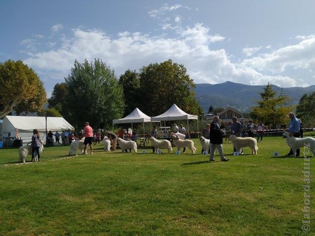 Perro de Montana del Pirineo