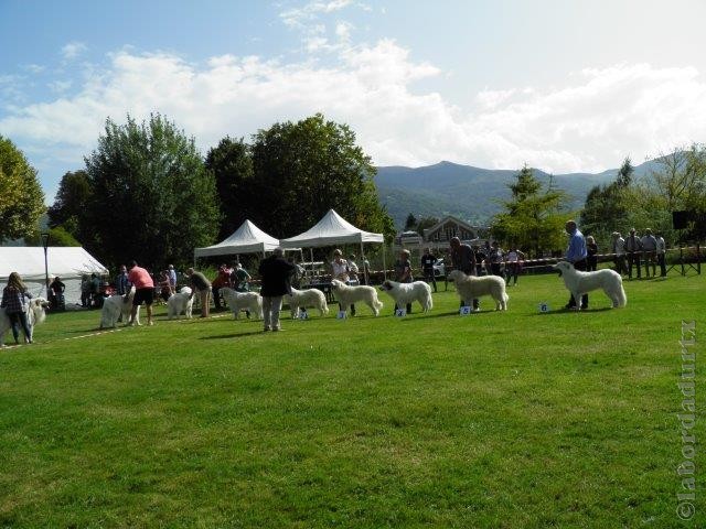 Perro de Montana del Pirineo