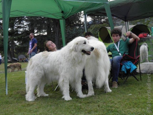 Perro de Montana del Pirineo