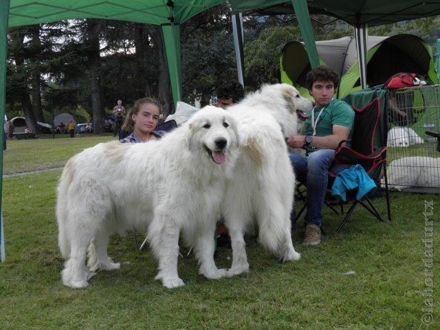 Perro de Montana del Pirineo