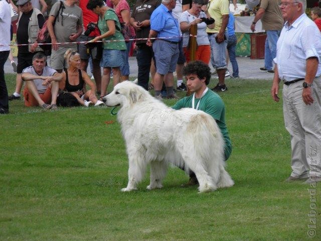 Perro de Montana del Pirineo