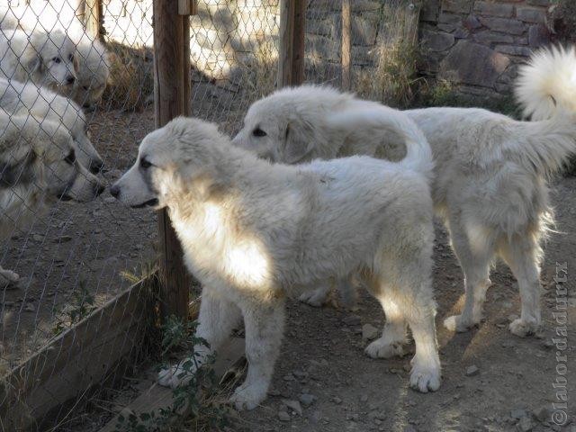 Perro de Montana del Pirineo