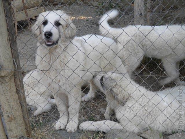 Perro de Montana del Pirineo