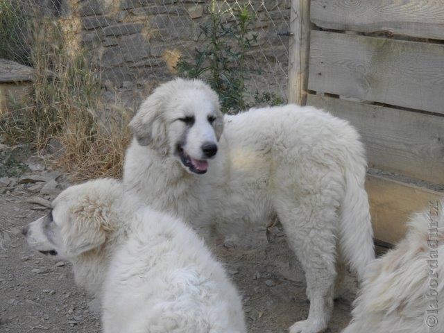 Perro de Montana del Pirineo