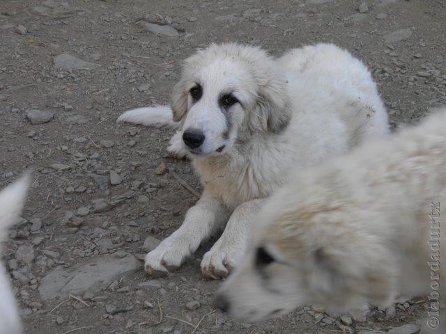 Perro de Montana del Pirineo