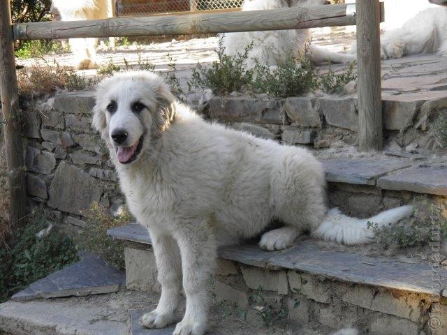 Perro de Montana del Pirineo