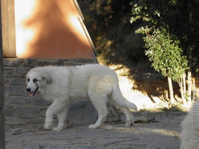 Perro de Montana del Pirineo